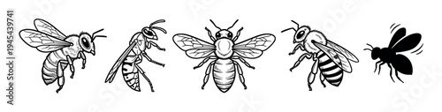 Five detailed black and white bee and wasp illustrations showcasing various poses and styles, including a silhouette, presented in a vintage engraving aesthetic