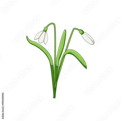 Snowdrop flowers presenting delicate white petals and green leaves, symbolizing new beginnings, fresh growth, and the arrival of spring against a clean background