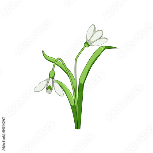 Snowdrop flowers featuring white petals, green stems, and vibrant green leaves, symbolizing new beginnings, freshness, and the arrival of spring season