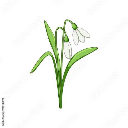 Snowdrop flowers with white petals and green leaves appearing as a cheerful illustration, representing early spring, growth, and the fresh start of a new season