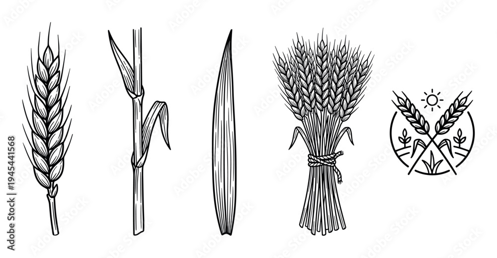 Obraz premium Set of hand drawn wheat illustrations showing an ear, stalk, leaf, sheaf, and agricultural emblem in a black and white line art style for farming and bakery concepts