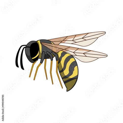 Wasp displaying its distinctive yellow and black striped abdomen, black head, and translucent wings, an illustrative insect design for various graphic needs