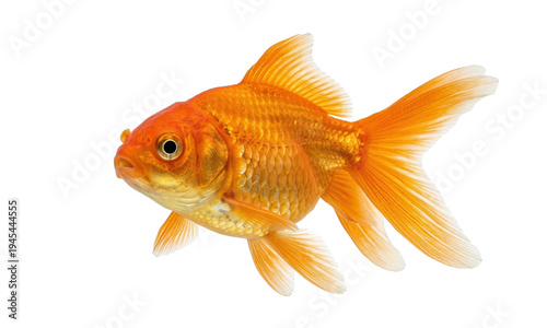 Photography A vibrant orange goldfish swimming gracefully isolated on transparent background