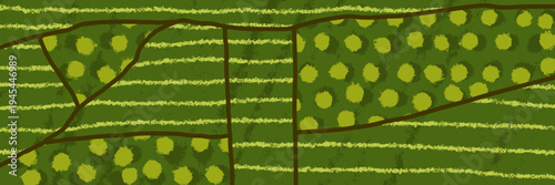 Pattern texture field and vineyard top view with agriculture farm plantation.