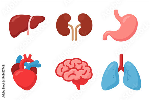 Vector set of essential human internal organs for medical and educational purposes
