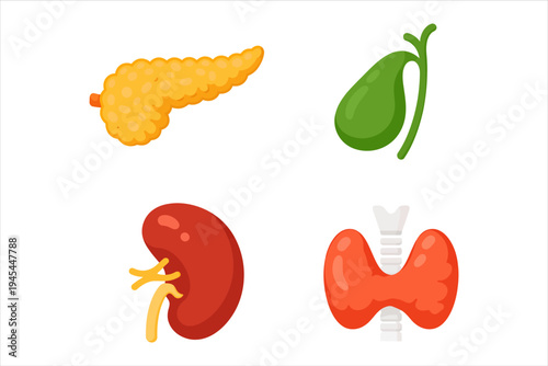 Set of Human Body Organs, Medical and Biological Illustrations