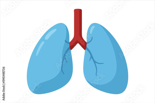 Illustration of human lungs with bronchial tubes and airways
