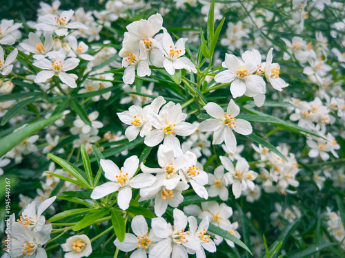 Deciduous ornamental shrub Viburnum plicatum Watanabe with beautiful white flowers in the Jardin Nationale des Archives of the Hotel de Soubise, Paris, France.