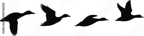 Flying duck silhouettes collection isolated on white background, wild bird in flight poses set for wildlife, hunting, nature vector illustration