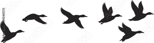 Flying duck silhouettes set isolated on white background, wild waterfowl birds in flight poses for wildlife, hunting, nature vector illustration