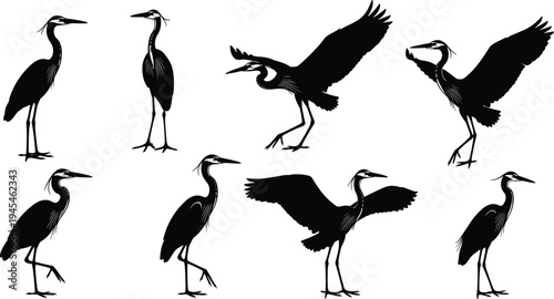 Heron silhouettes collection, elegant bird poses, flying and standing vector artwork, black bird anatomy illustration, avian posture study, graceful heron design, wildlife comparison artwork