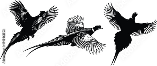 Pheasant silhouettes collection, flying bird poses, black and white vector artwork, avian anatomy illustration, elegant pheasant design, wildlife posture study, animal flight comparison