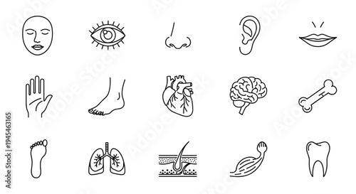 Human Anatomy Icons Set Body Parts Organs Medical Health Science