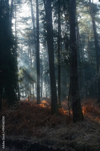 Wallpaper Mural Sunbeams filter through tall pine trees in a hazy forest over brown ferns and forest floor. Torontodigital.ca