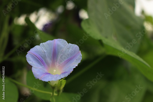 Close-up of morning glory purple and pink flowers in the garden. Ipomoea plant in bloom on summer