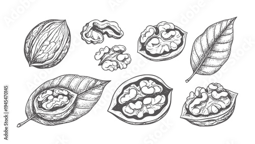 Hand drawn walnut halves kernels and leaves leaf food