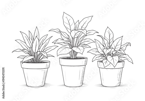 Three potted houseplants in a line green leaf