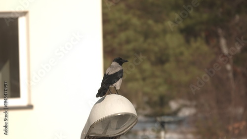 Kawka stojąca na lampie ulicznej w słoneczny zimowy dzień.