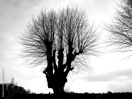Fotografi Silhouette of a pollarded linden tree in winter against a grey sky with a wide landscape in the background