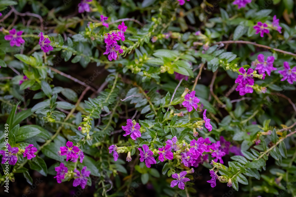 Obraz premium Detailed view of False Heather (Cuphea hyssopifolia) featuring small, delicate purple blossoms among dense green foliage. A perfect example of ornamental groundcover in a Japanese garden during autumn