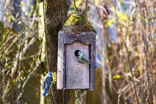 Ein Paar Blaumeisen baut sich ein Nest im Vogelhäuschen