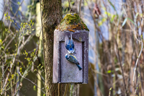 Ein Paar Blaumeisen baut sich ein Nest im Vogelhäuschen