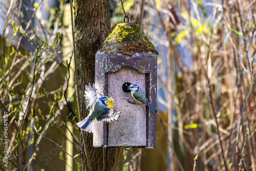 Ein Paar Blaumeisen baut sich ein Nest im Vogelhäuschen