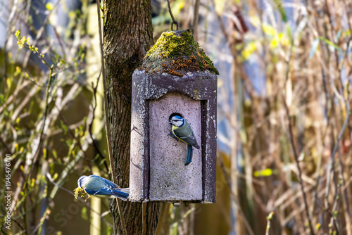 Ein Paar Blaumeisen baut sich ein Nest im Vogelhäuschen
