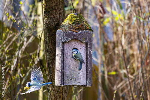 Ein Paar Blaumeisen baut sich ein Nest im Vogelhäuschen
