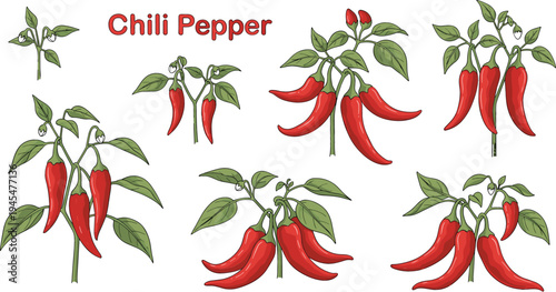 Chili Pepper Illustration Set Featuring Different Stages of Growth and Various Pepper Bunches for Food and Agriculture Designs