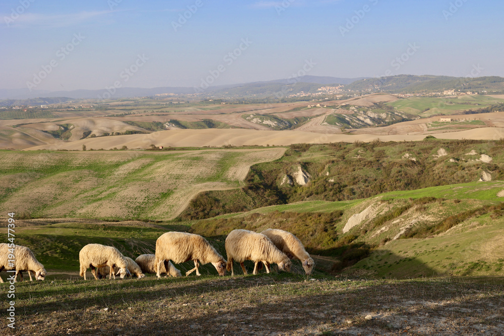 Fototapeta premium Flock of sheep grazing on a grassy ridge during a peaceful autumn evening near Asciano in the province of Siena, Tuscany, Italy.