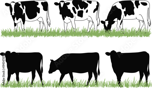Dairy cow silhouette and spotted cattle collection grazing on green grass, farm animals in meadow field, organic livestock ranch vector design