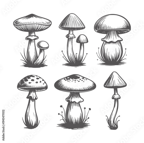 Black and white ink of six diverse mushrooms with textures monochrome caps stems