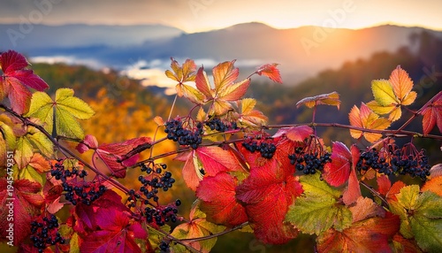 Wilder Wein Im Herbst