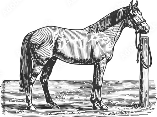 vintage horse illustration tied to wooden post detailed black and white engraving of standing equine animal
