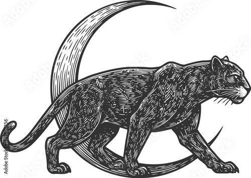 Black panther walking with crescent moon vintage wild cat illustration, night, mystic, jungle predator