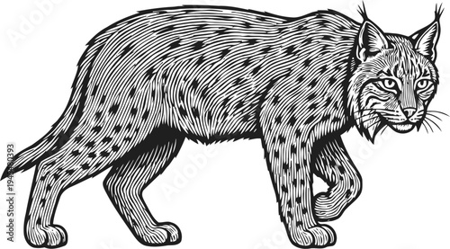 Detailed black and white illustration of a lynx walking, showcasing its spotted fur and tufted ears