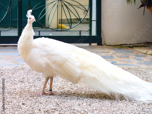 White Peacock Walking on Gravel Courtyard. Elegant albino peafowl with long tail feathers searching for food on a stone ground in a quiet outdoor garden setting.