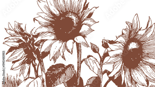 Large sunflower heads growing in open countryside field. Background for botanical, farming concepts. Artwork created in pencil hand drawn drawing illustration style with vintage floral detail.