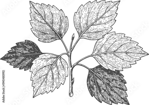 Detailed hand drawn illustration of a birch tree branch with seven leaves, botanical sketch