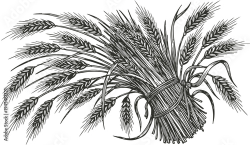 Detailed black and white illustration of bundled wheat sheaf tied with rope, rustic agriculture design