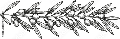 Olive branch drawing with leaves and ripe olives hand drawn botanical illustration of fruit and foliage