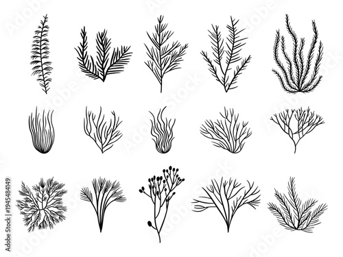 Set of hand drawn seaweed and underwater plants. Minimal black line botanical silhouettes marine algae and ocean flora. Decorative nature elements for marine design, pattern, illustration