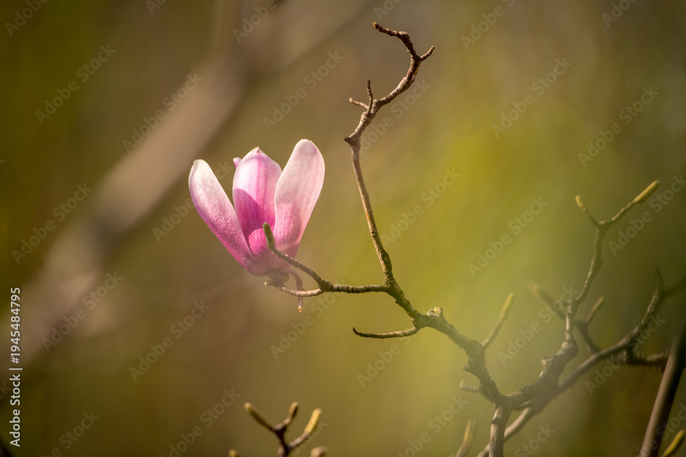 Obraz premium pink magnolia flower