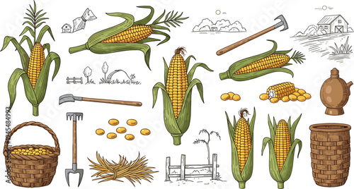 Corn Harvest and Farming Illustration Set with Maize Cobs, Kernels, Basket, Tools, Rural Farm Elements, and Agricultural Harvest Symbols