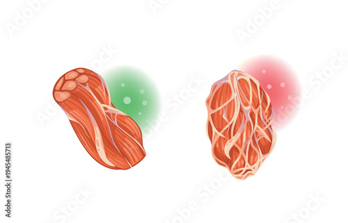 Healthy vs Tight Fascia Muscle Anatomy Comparison Illustration