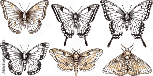 Vintage butterfly and moth engraving vector set with detailed hand drawn insects, natural history specimens, and decorative entomology illustrations