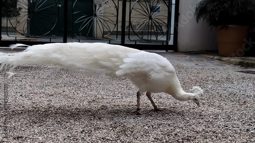 Majestic Albino Peacock with Pure White Plumage. A striking albino peacock with magnificent white plumage captured in natural light. The rare bird symbolizes elegance, purity, and exotic wildlife