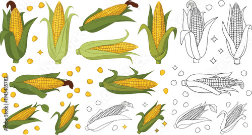 Corn Cob and Maize Vegetable Collection with Fresh Corn Ears, Kernels, Leaves, and Hand Drawn Outline Variations for Farm Food Illustration