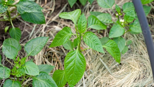 Young green pepper plants growing in a garden bed covered with organic straw mulch.